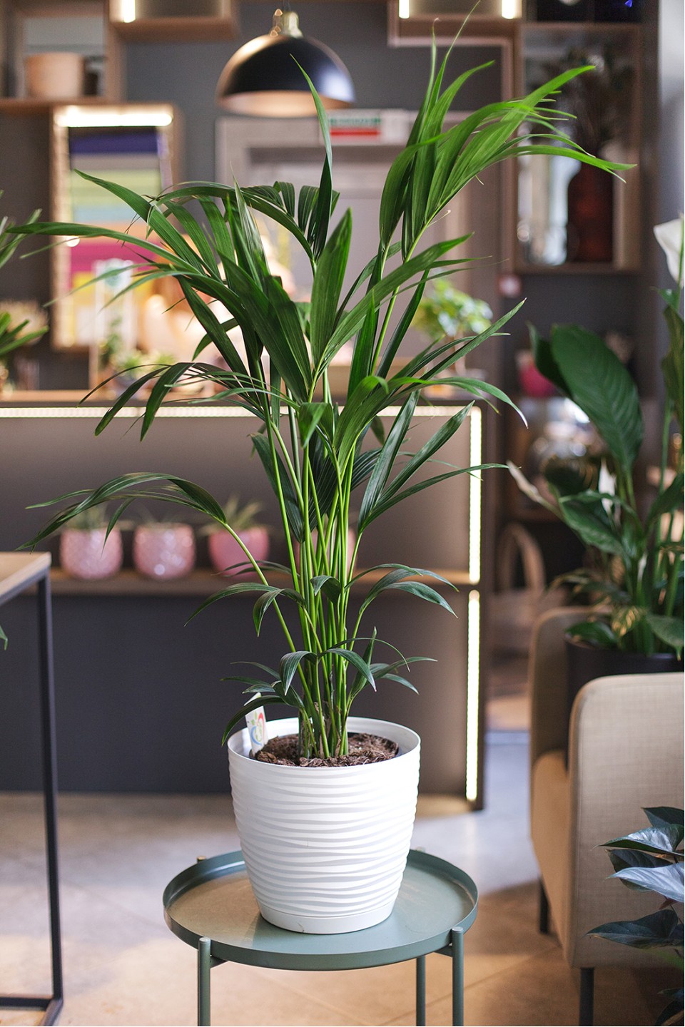 Ховея (Howea) - с добавлением зелени