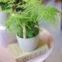 Аспарагус (Asparagus setaceus) 40 см - с добавлением зелени - миниатюра 