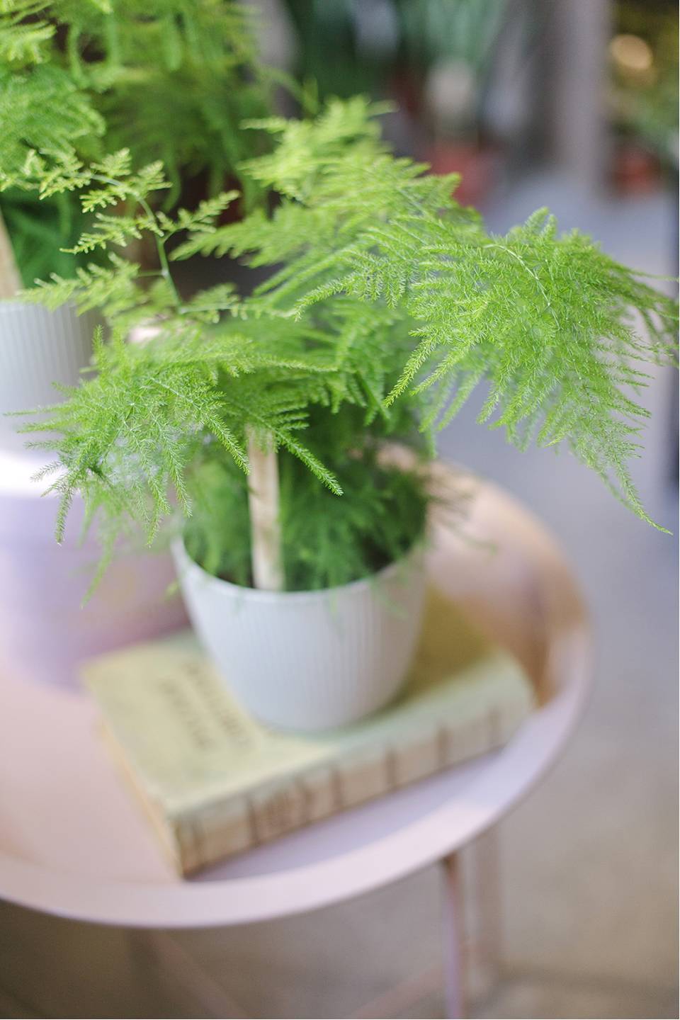 Аспарагус (Asparagus setaceus) 40 см - с добавлением зелени