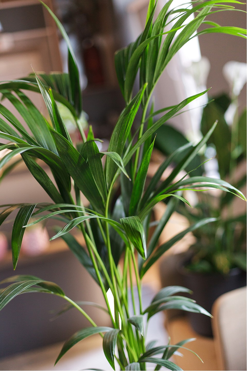 Ховея (Howea) - подарочное оформление