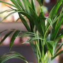 Ховея (Howea) - с доставкой по Минску - миниатюра