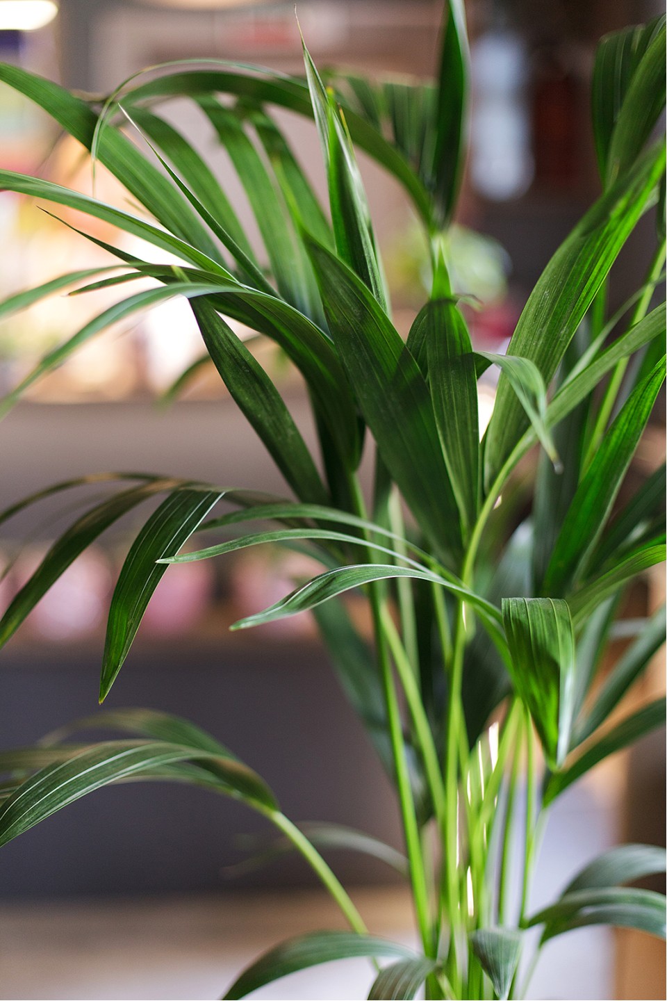 Ховея (Howea) - с доставкой по Минску