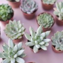 Эхеверия микс (Echeveria) 15-12 см - миниатюра