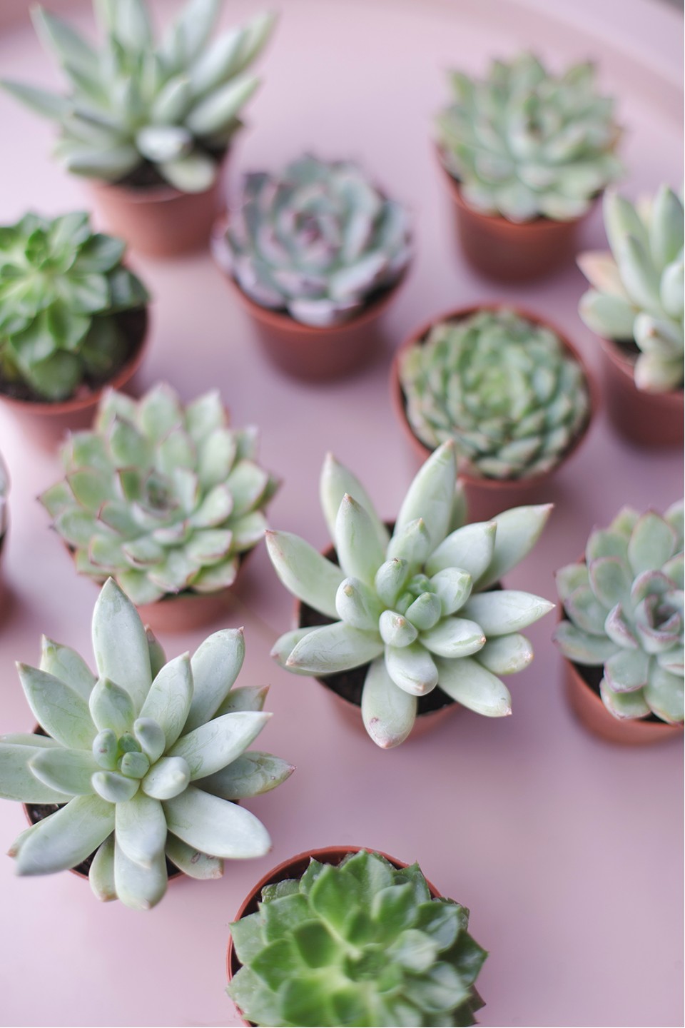 Эхеверия микс (Echeveria) 15-12 см