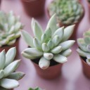 Эхеверия микс (Echeveria) 15-12 см - с доставкой по Минску - миниатюра