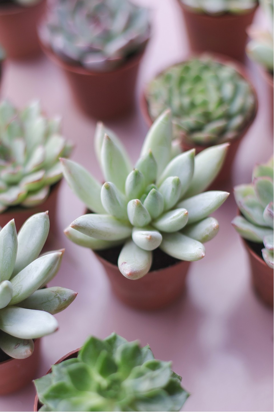 Эхеверия микс (Echeveria) 15-12 см - с доставкой по Минску