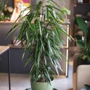 Фикус Али 140-27 - миниатюра