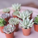 Эхеверия микс (Echeveria) 15-12 см - с добавлением зелени - миниатюра 