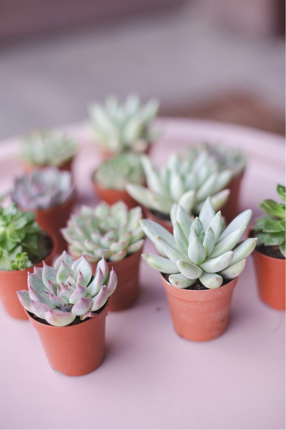Эхеверия микс (Echeveria) 15-12 см - с добавлением зелени