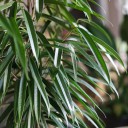 Фикус Али 140-27 - с доставкой по Минску - миниатюра