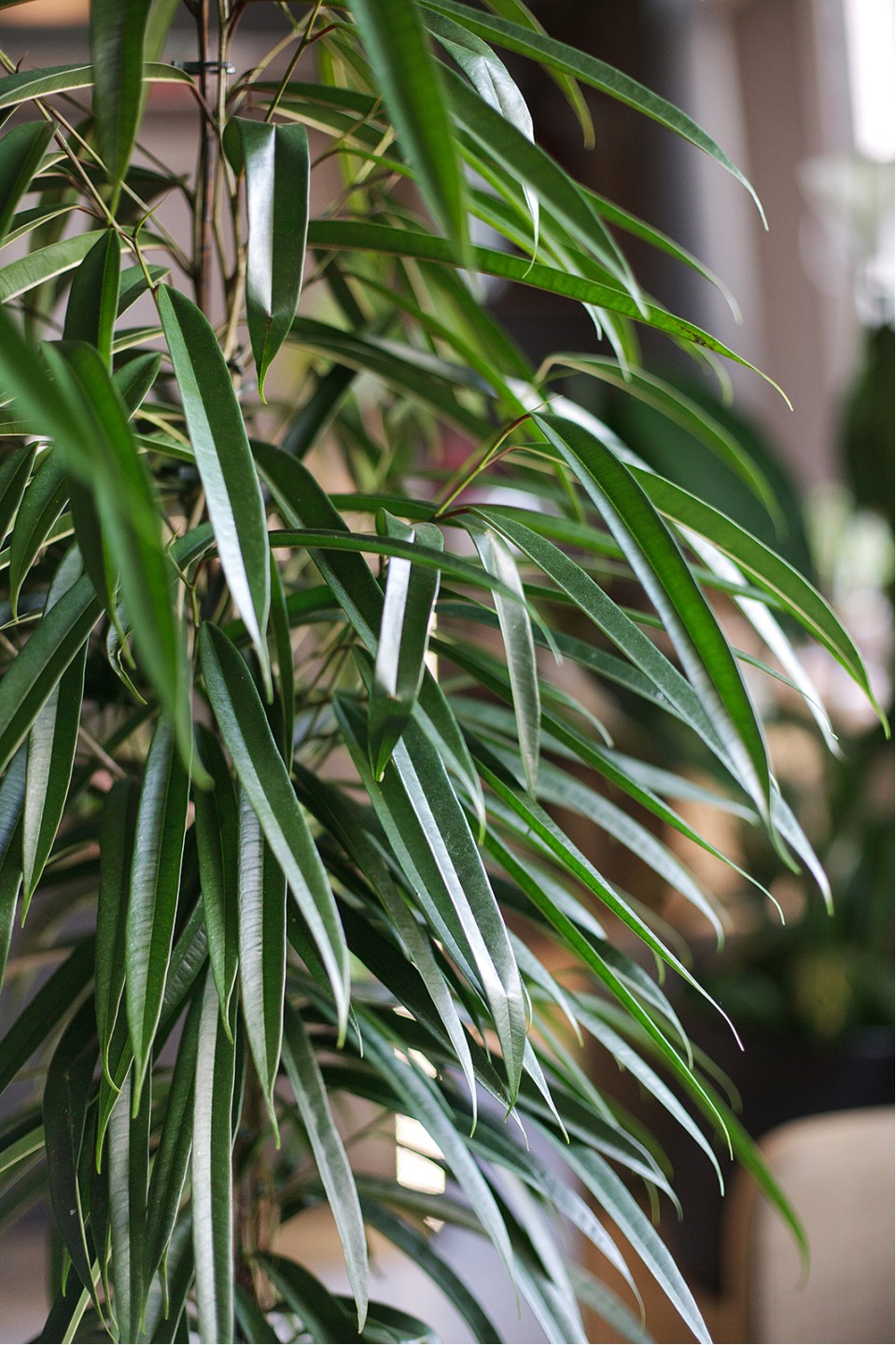 Фикус Али 140-27 - с доставкой по Минску