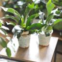 Платицериум (Platycerium) 35 см - с добавлением зелени - миниатюра 