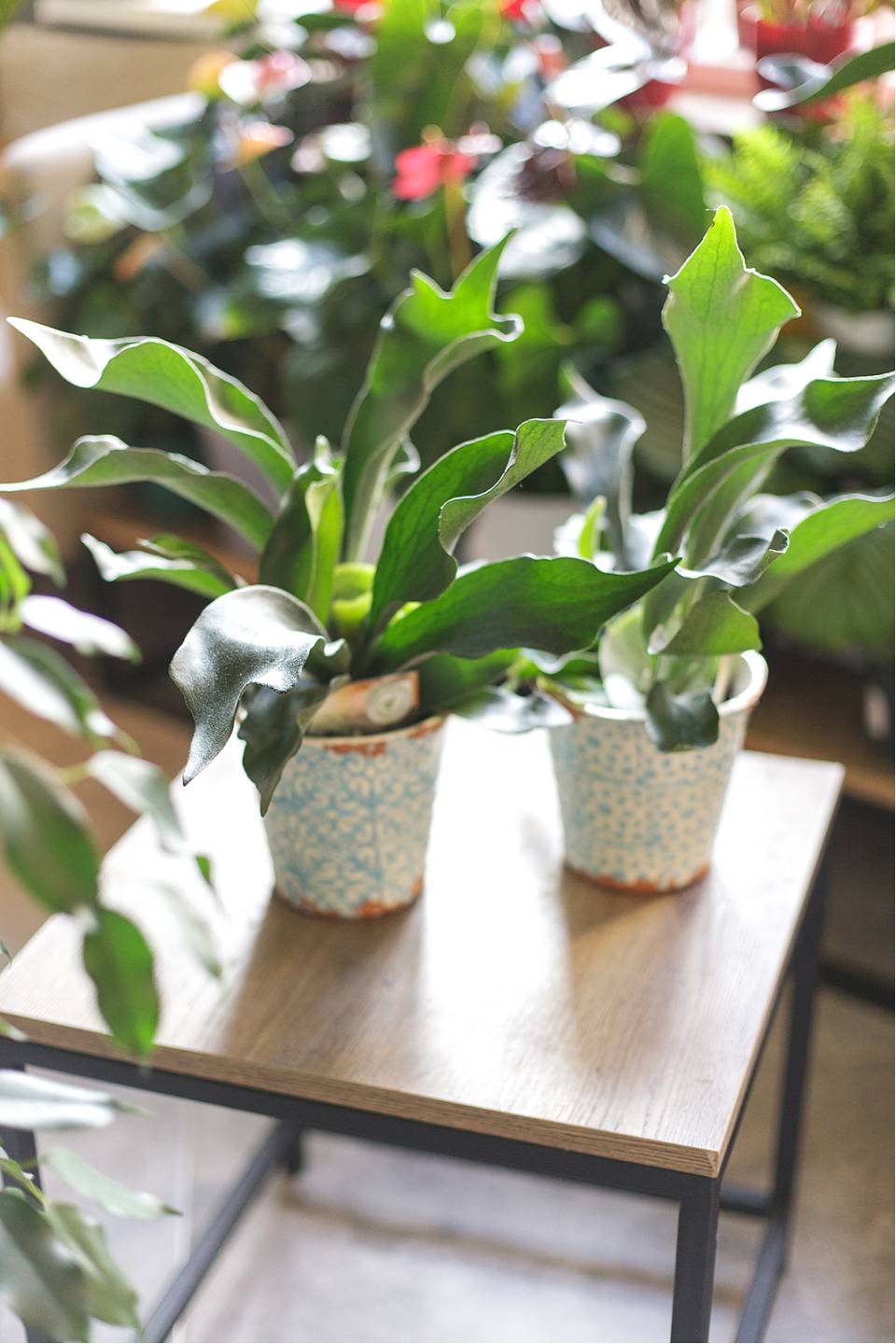 Платицериум (Platycerium) 35 см - с добавлением зелени