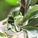 Платицериум (Platycerium) 35 см - миниатюра