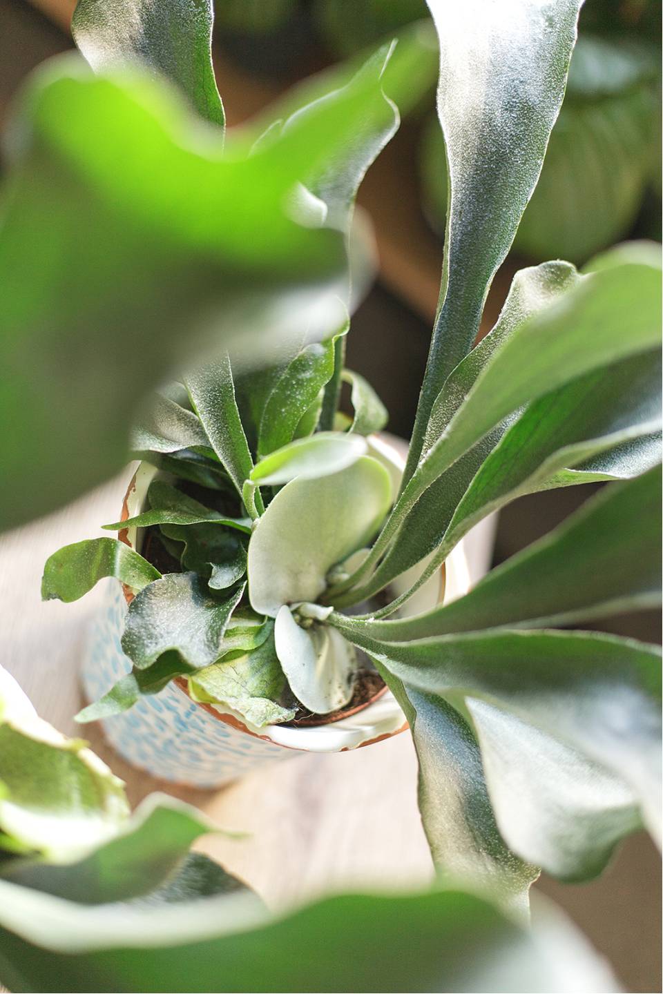 Платицериум (Platycerium) 35 см