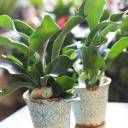 Платицериум (Platycerium) 35 см - с доставкой по Минску - миниатюра