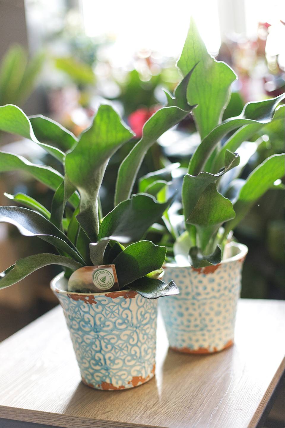 Платицериум (Platycerium) 35 см - с доставкой по Минску