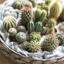 Кактус микс мини - миниатюра