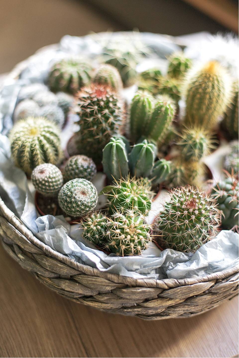 Кактус микс мини