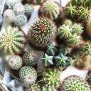 Кактус микс мини - с доставкой по Минску - миниатюра