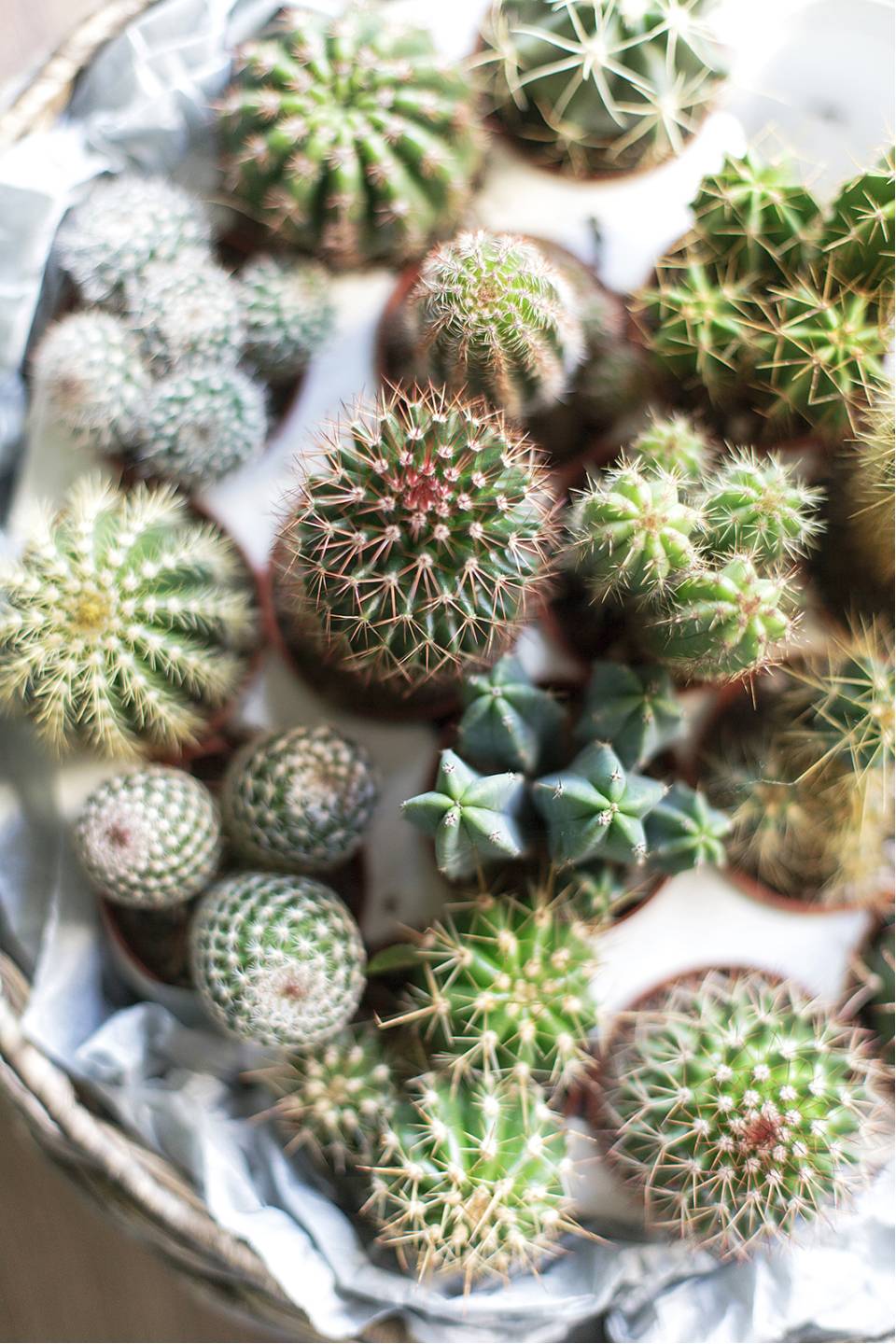 Кактус микс мини - с доставкой по Минску