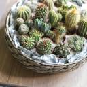 Кактус микс мини - с добавлением зелени - миниатюра 