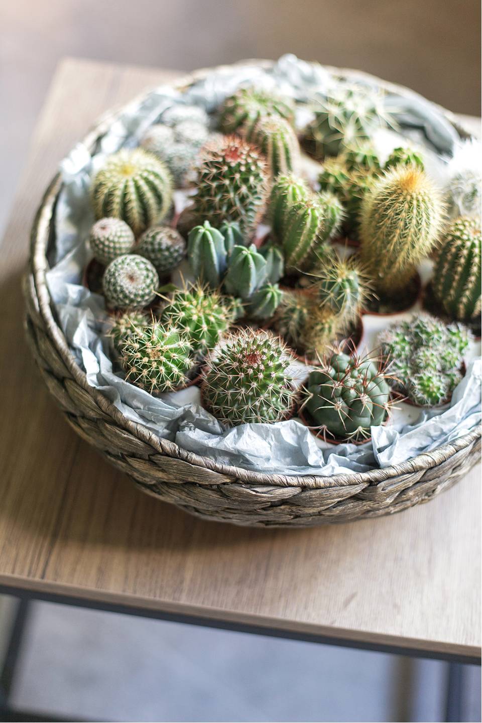 Кактус микс мини - с добавлением зелени