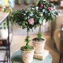 Азалия на штамбе (Azalea Stem) 40 см - с добавлением зелени - миниатюра 