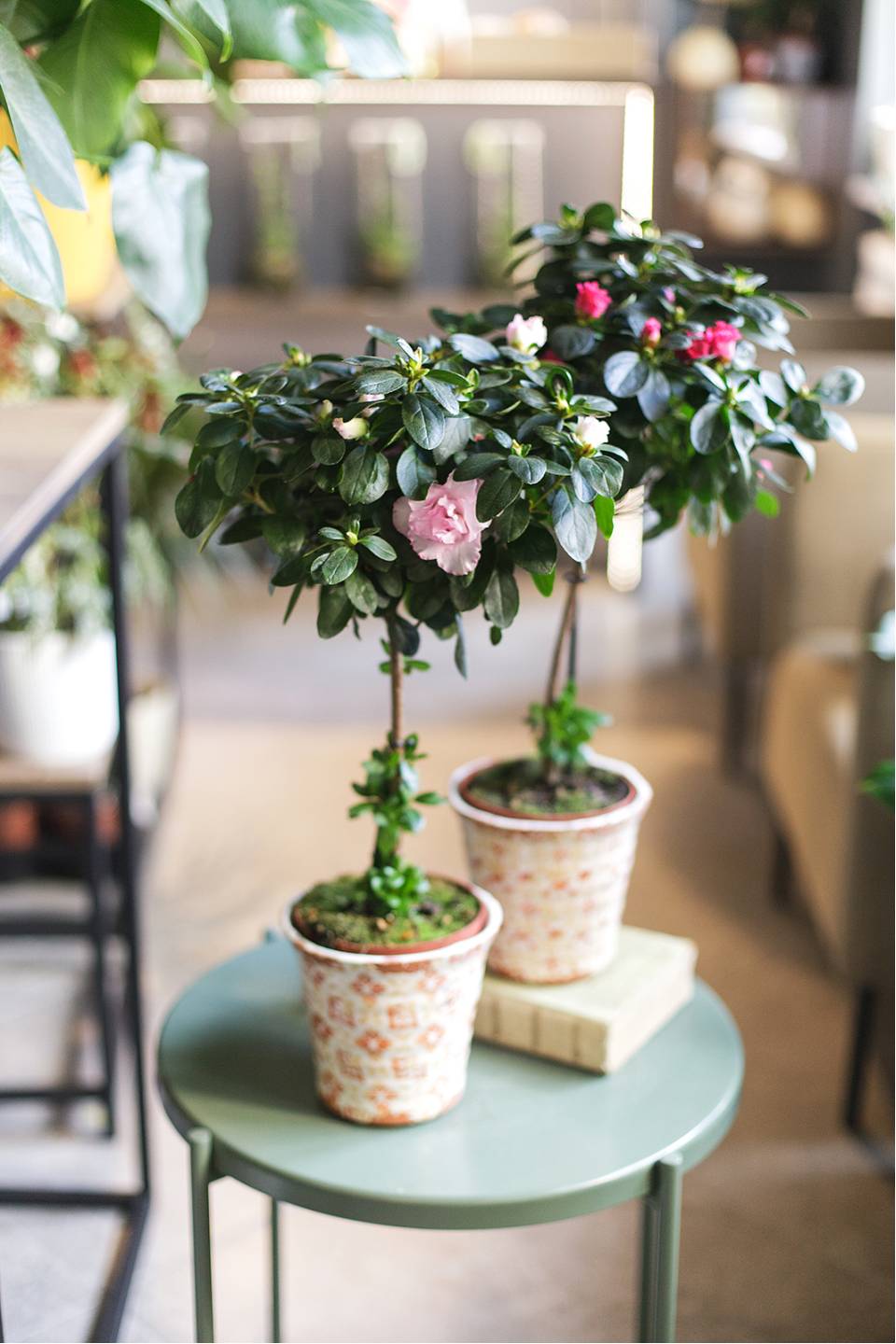 Азалия на штамбе (Azalea Stem) 40 см - с добавлением зелени