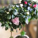 Азалия на штамбе (Azalea Stem) 40 см - с доставкой по Минску - миниатюра