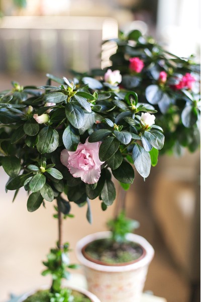 Азалия на штамбе (Azalea Stem) 40 см