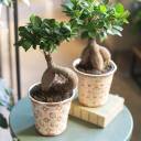 Фикус Гинсенг (Ficus Ginseng) 35 см - миниатюра