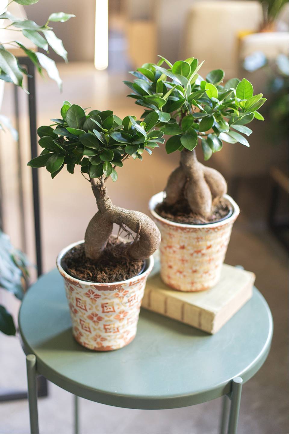 Фикус Гинсенг (Ficus Ginseng) 35 см