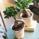 Фикус Гинсенг (Ficus Ginseng) 35 см - с добавлением зелени - миниатюра 