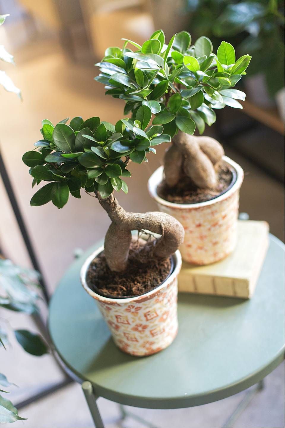 Фикус Гинсенг (Ficus Ginseng) 35 см - с добавлением зелени