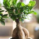 Фикус Гинсенг (Ficus Ginseng) 35 см - с доставкой по Минску - миниатюра