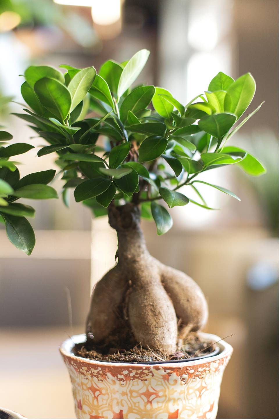 Фикус Гинсенг (Ficus Ginseng) 35 см - с доставкой по Минску
