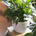 Спатифиллум (Spatiphyllum) 60 см - с доставкой по Минску - миниатюра