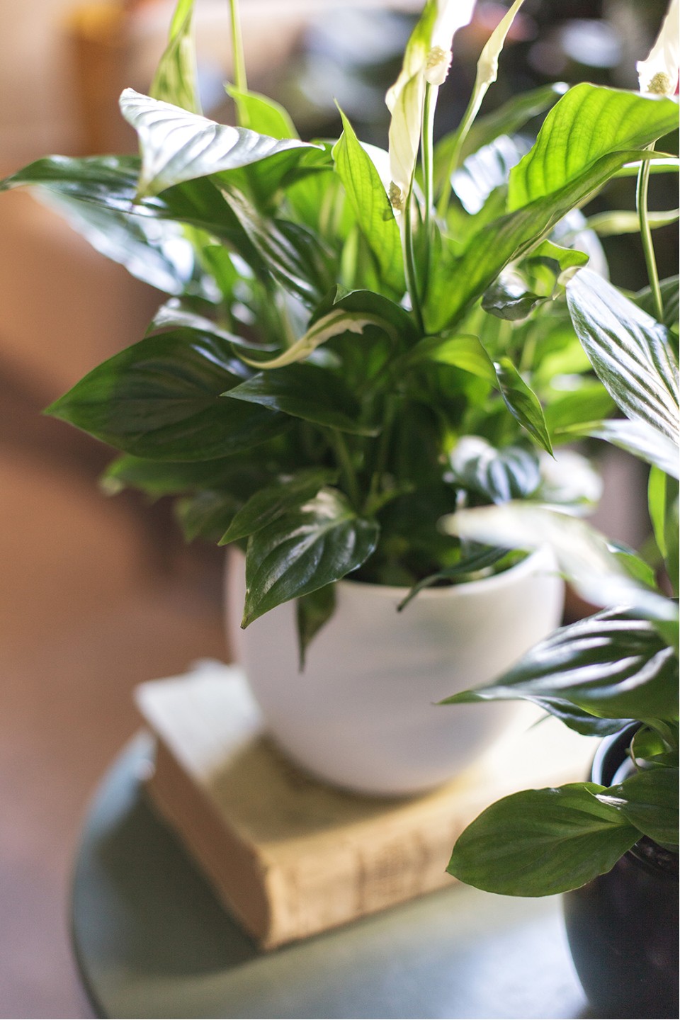 Спатифиллум (Spatiphyllum) 60 см - с доставкой по Минску