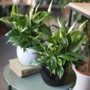 Спатифиллум (Spatiphyllum) 60 см - миниатюра 7