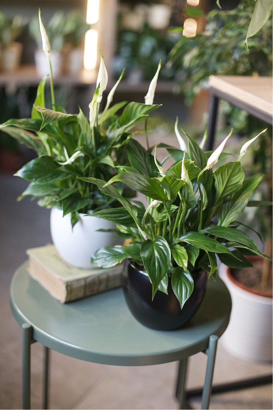 Спатифиллум (Spatiphyllum) 60 см 7