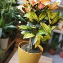Кодиеум Миссис Айстон (Codiaeum Mrs Iceton) 60 см - миниатюра