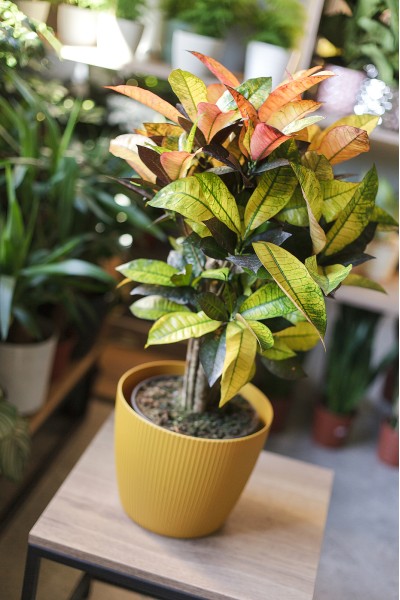 Кодиеум Миссис Айстон (Codiaeum Mrs Iceton) 60 см