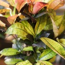 Кодиеум Миссис Айстон (Codiaeum Mrs Iceton) 60 см - с доставкой по Минску - миниатюра