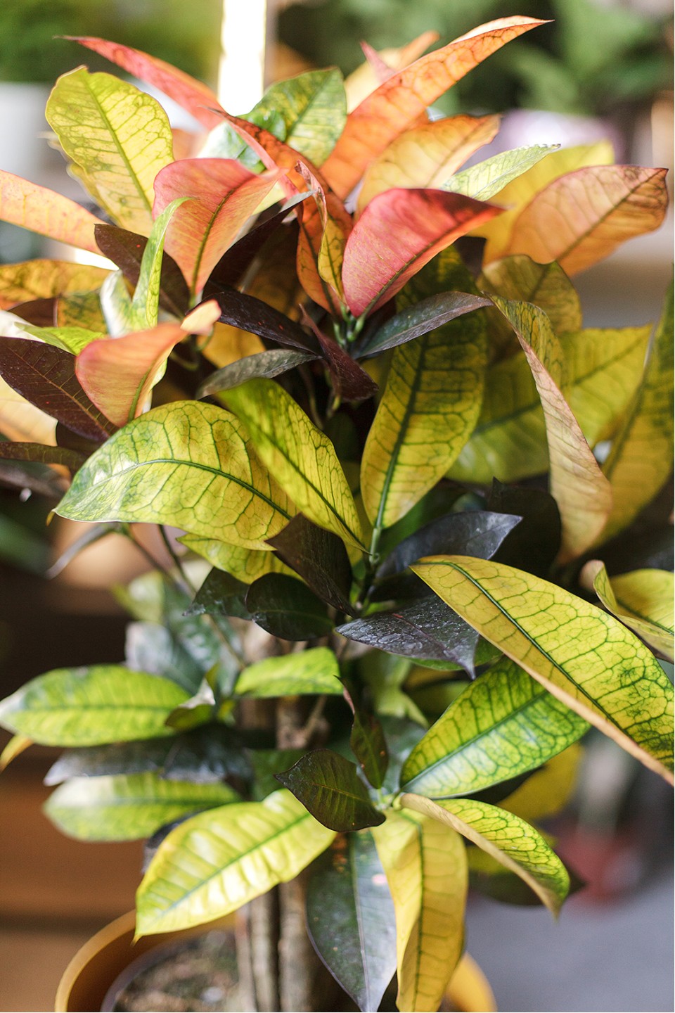 Кодиеум Миссис Айстон (Codiaeum Mrs Iceton) 60 см - с доставкой по Минску