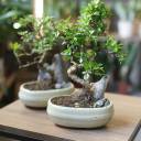 Бонсай в  кашпо Зелкова (Zelkova) 35 см - миниатюра