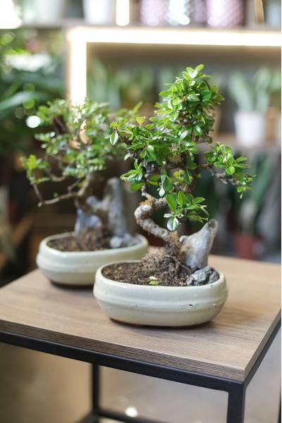 Бонсай в  кашпо Зелкова (Zelkova) 35 см