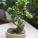 Бонсай в  кашпо Зелкова (Zelkova) 35 см - с доставкой по Минску - миниатюра