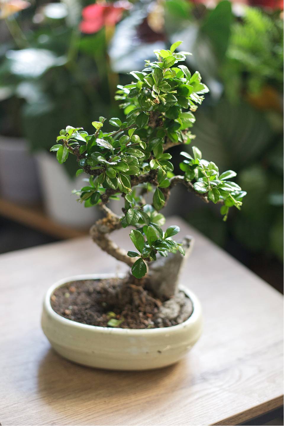 Бонсай в  кашпо Зелкова (Zelkova) 35 см - с доставкой по Минску