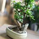 Бонсай в  кашпо Зелкова (Zelkova) 35 см - с добавлением зелени - миниатюра 